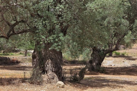 Old olive trees