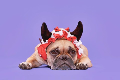 French Bulldog dog wearing red Halloween devil horn headband with ribbon on purple background