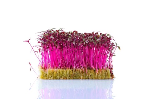 Fresh microgreens. Sprouts of amaranth isolated on white background
