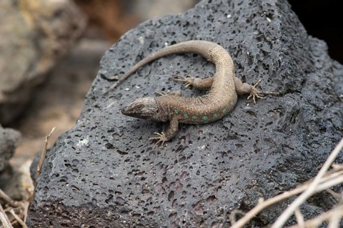 Atlantic lizard