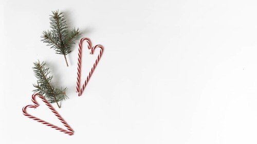 Fir tree branches with candy canes