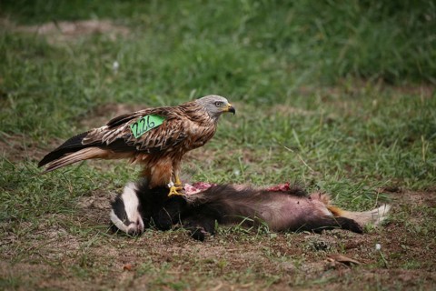Red Kite