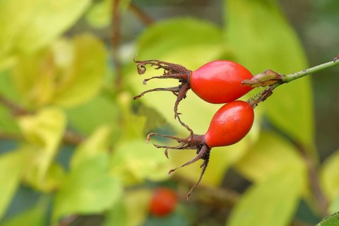 Ripe rosehips of the dog rose