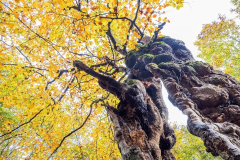 Old hute beech in autumn