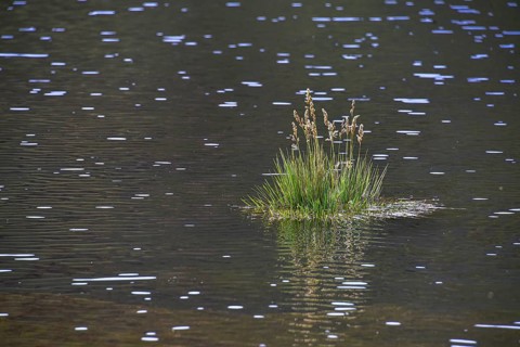 Tufts of grass in the water of a sparkling lake