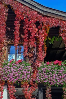 Wooden house with floral decoration and vegetation of widem vine