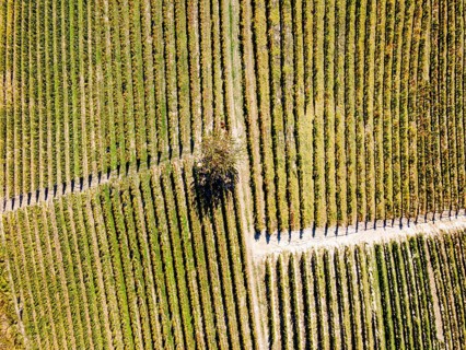 Aerials of the wineyards around Castle of Grinzane Cavour