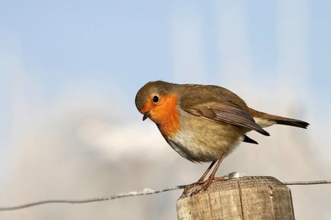 European robin