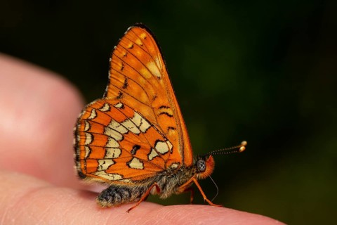 Maivogel