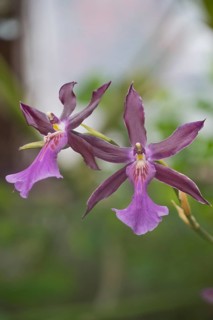Orchid