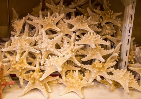 Beautiful starfish for decorative purposes