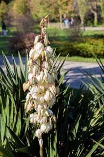 Blooming beautiful Yucca Flowers flowers in view