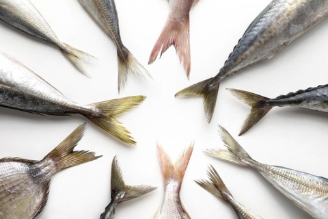 Top view fish tails circle. Resolution and high quality beautiful photo