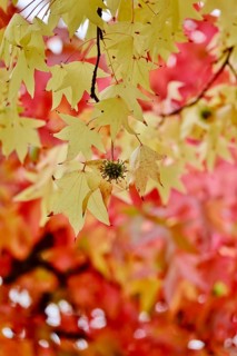 Magnificent amber trees