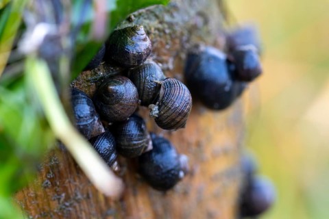 Black snails hanging from wooden poles at low tide