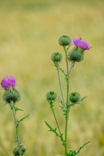 Spear thistle