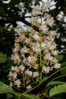 Horse chestnut inflorescence with many open white flowers