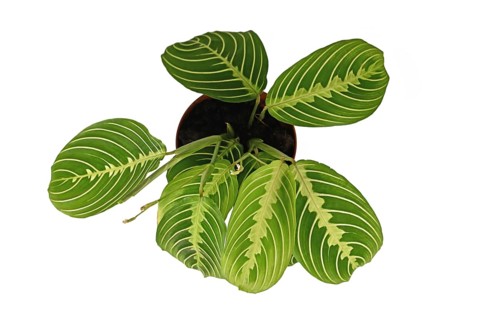 Top view of Eexotic green veined 'Maranta Leuconeura Lemon Lime' houseplant solated on white background