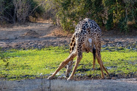 Rhodesian giraffe