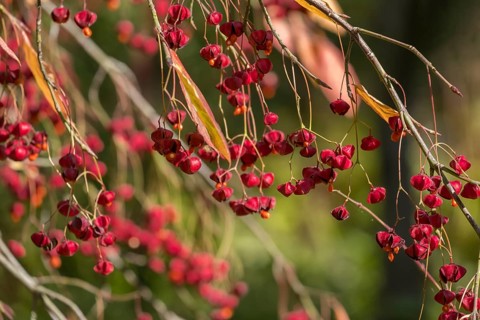 European spindle