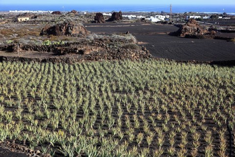Aloe Vera Plantation at Orzola