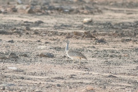 Rare cantilever bustard