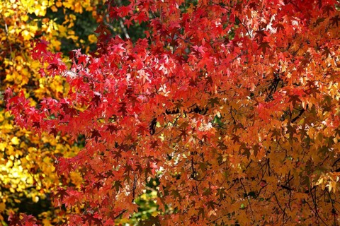 American sweetgum