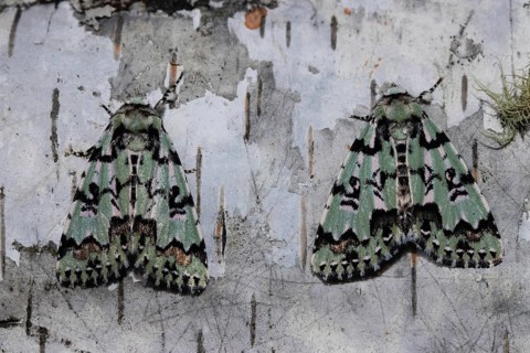 Celadon owl two moths sitting side by side on tree trunk looking up from behind