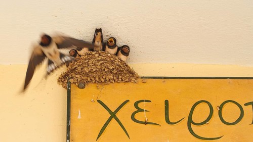 Swallow nest