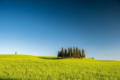 Cipressi di San Quirico dOrcia