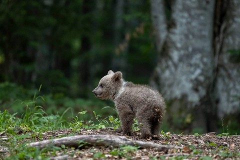European brown bear