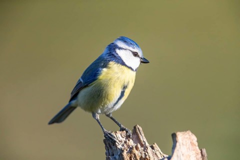 Blue tit
