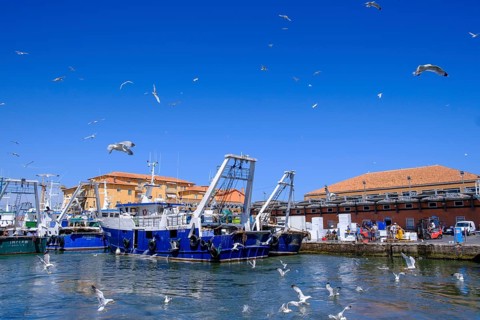 Seagulls over a fishing boat