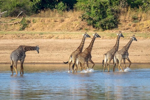 Rhodesian giraffe