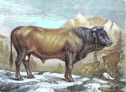 Bull of the Schyz Breed
