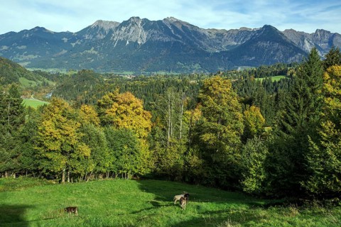 Autumn forest above Oberstdorf