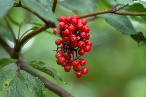 Red elderberry