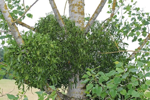 Hardwood european mistletoe