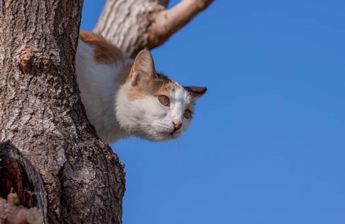 Felidae