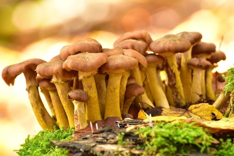 Group of parasitic wood dwellers Common armillaria solidipes