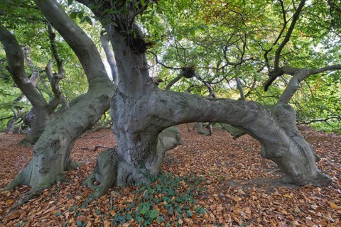 Suentelbuche