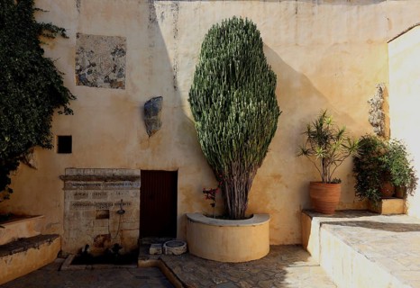 (Euphorbia) plant in the monastery complex of Preveli Monastery, Moni Preveli in the south of the