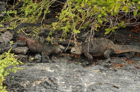 Male Galapagos sea lizards fighting on Santa Cruz