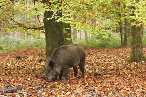 Wild boar