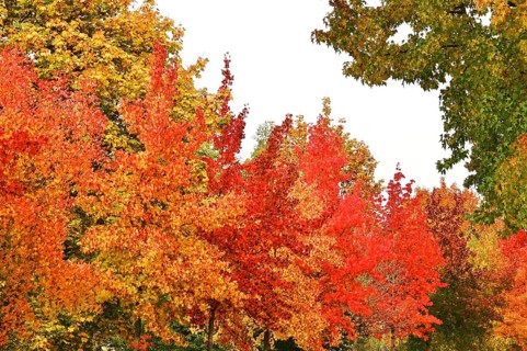 Magnificent amber trees