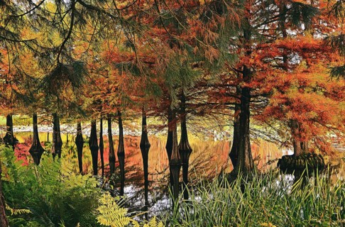 Bald cypress