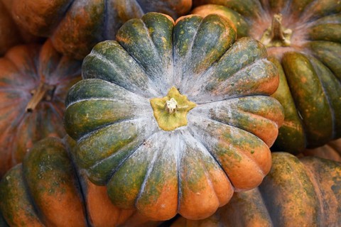 Top view of green and orange 'Musque de Provence' pumpkin in pile