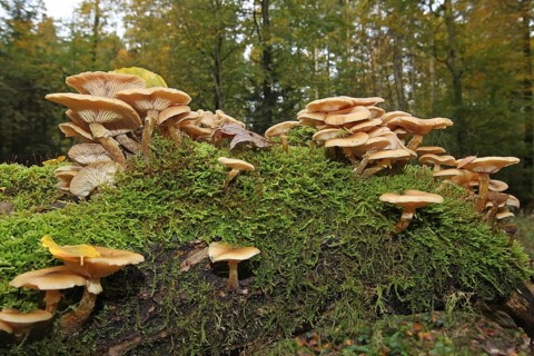 Honey fungus
