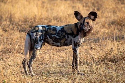 African wild dog