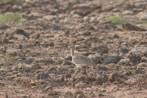 Rare Cantilever Bustard